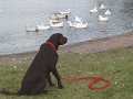 Hemi ducks2